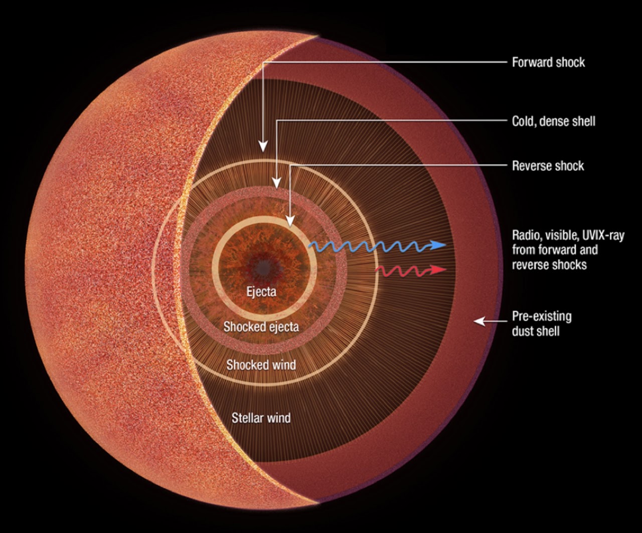 Diagram of a supernova interacting with a dusty circumstellar environment
